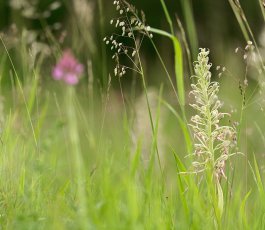 Balade nature sur la colline de Sion