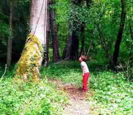 Sylvothérapie à la colline de Sion