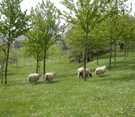 Développer l’agroforesterie ici et en Lorraine