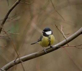 Réaliser des nichoirs