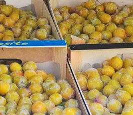 Les mirabelles accessibles à tous !
